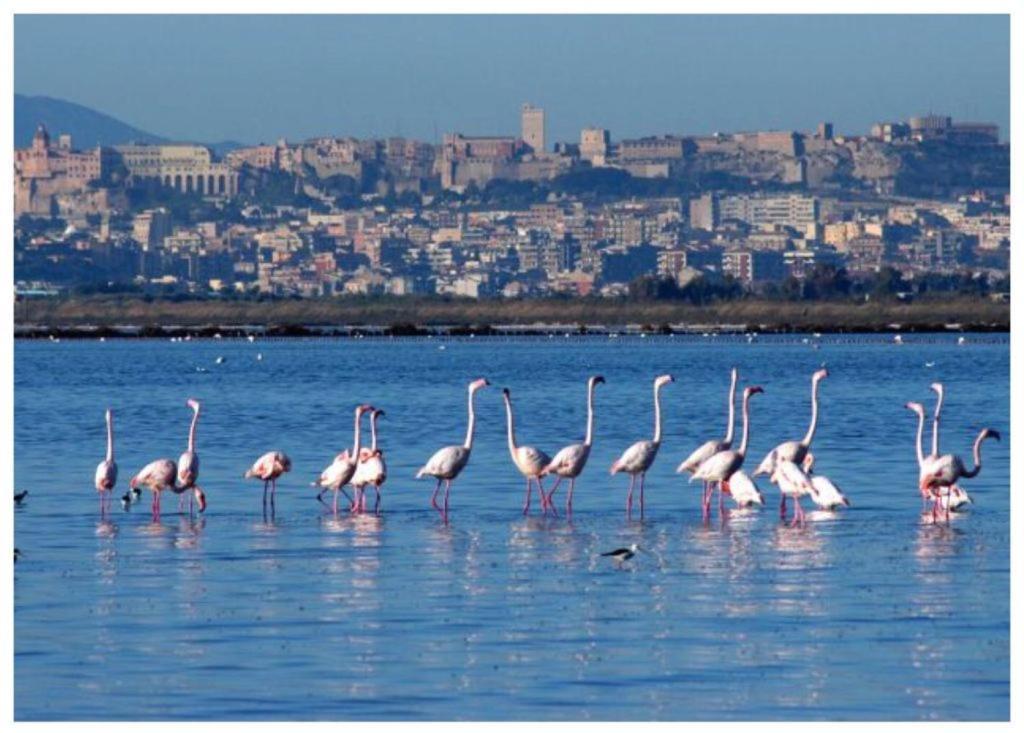 דירות Quartu SantʼElena Casa Andrea A 1,5 Km Dal Mare! מראה חיצוני תמונה